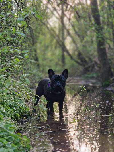 Französische Bulldoggen-Beitrag-Bild