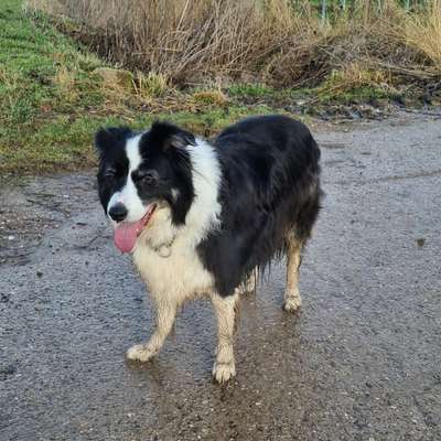 Wie "jung" haben sich eure Hunde gehalten ?-Beitrag-Bild