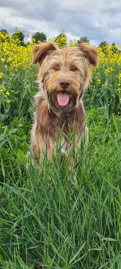 Die Dogorama Monats Challenge "Es grünt und blüht"-Beitrag-Bild