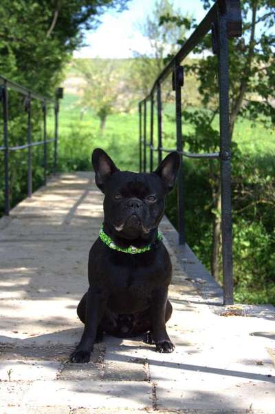 Französische Bulldoggen-Beitrag-Bild