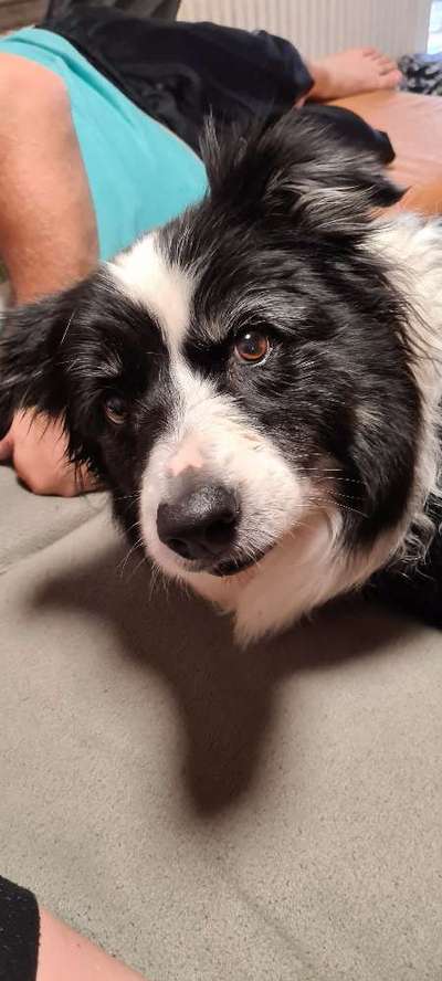 Lustige Merkmale am Hund - Fellzeichnungen :)-Beitrag-Bild