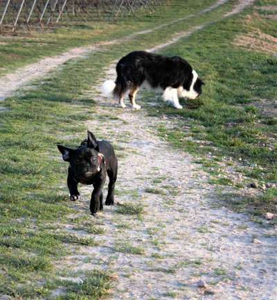 Lustigsten Grimassen von euren Hunden-Beitrag-Bild