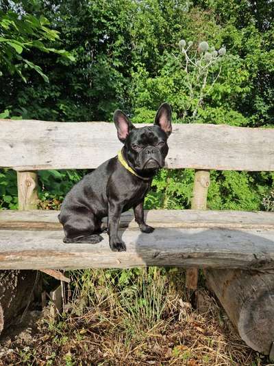 Französische Bulldoggen-Beitrag-Bild