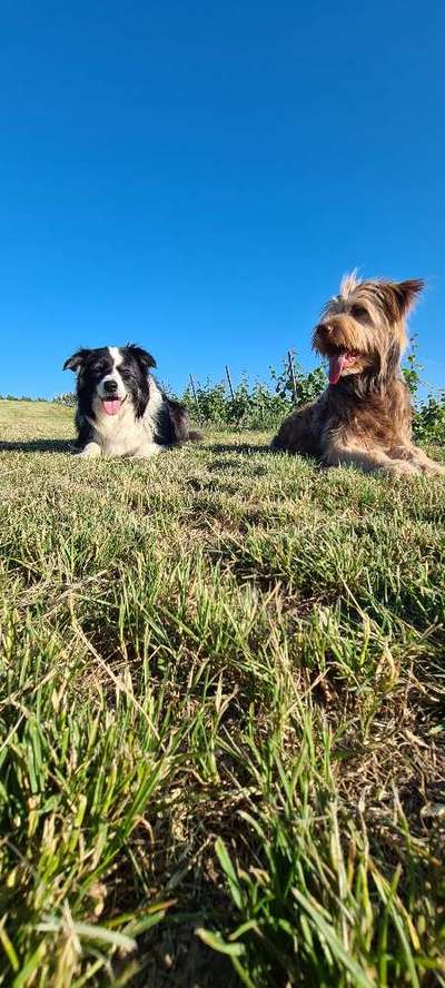 Welche Hunderasse-Beitrag-Bild