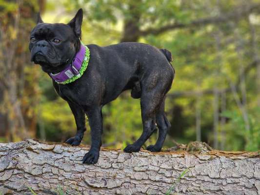 Französische Bulldoggen-Beitrag-Bild