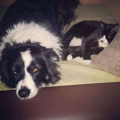 Wessen Hund/ Hündin wächst auch mit Katzen auf? Teilt gerne eure Erfahrungen!-Beitrag-Bild