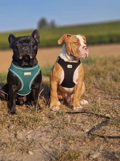 Unsere Fellnasen-Vielfalt im Überblick!-Beitrag-Bild