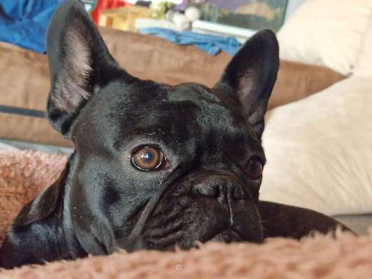 Französische Bulldoggen-Beitrag-Bild