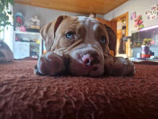 Olde English Bulldogge-Beitrag-Bild