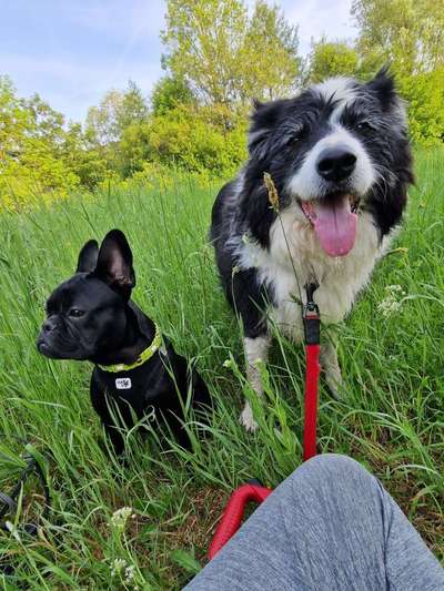 5. Hund im hohen Gras-Beitrag-Bild