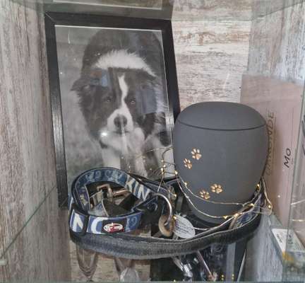 Regenbogenbrücke-Beitrag-Bild