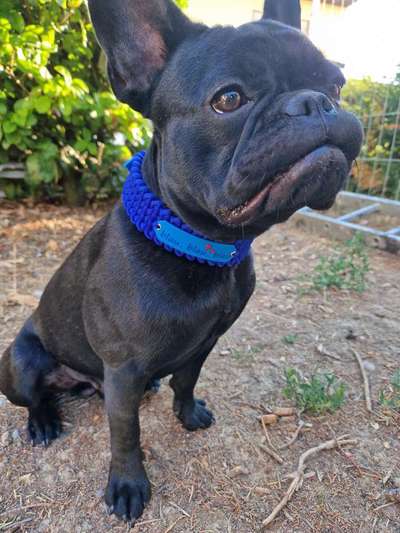 Französische Bulldoggen-Beitrag-Bild