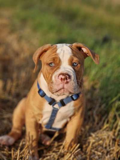 Olde English Bulldogge-Beitrag-Bild