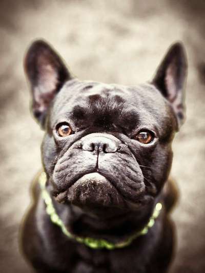 Französische Bulldoggen-Beitrag-Bild
