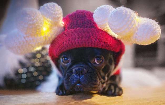 Französische Bulldoggen-Beitrag-Bild