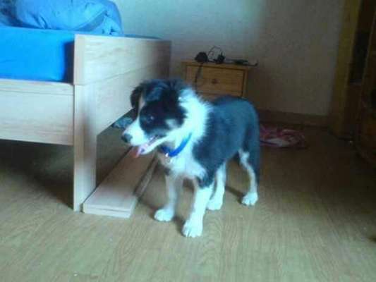 Welpen Bilder !-Beitrag-Bild