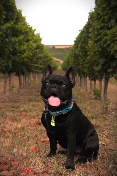 Französische Bulldoggen-Beitrag-Bild