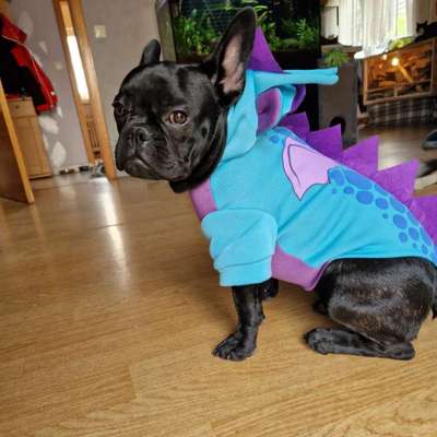 Französische Bulldoggen-Beitrag-Bild