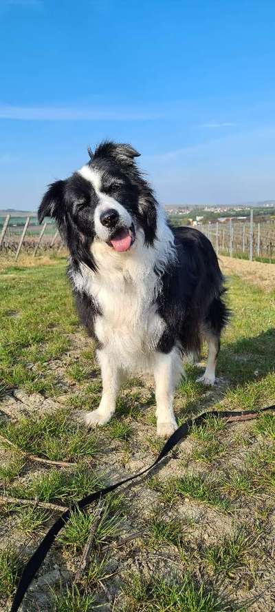 Reinrassige Hunde?-Beitrag-Bild