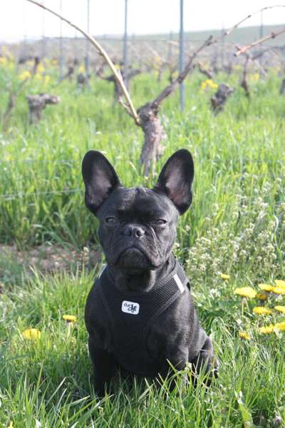 Zeigt her eure Junghunde :)-Beitrag-Bild