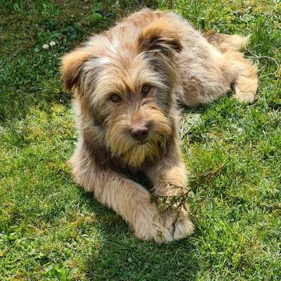 Hunde vom Tierschutzverein 🐕♥️-Beitrag-Bild