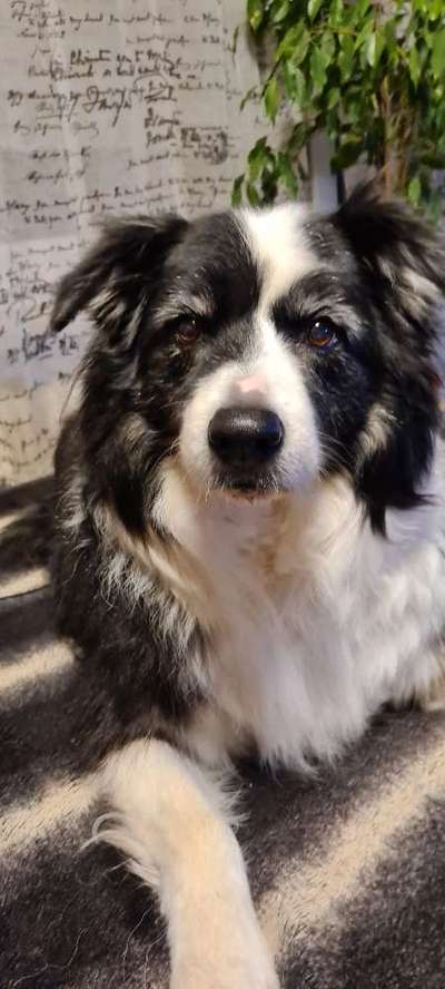 eure Spitznamen für die Vierbeiner-Beitrag-Bild