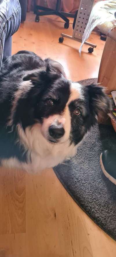 Hunderunde-Beitrag-Bild