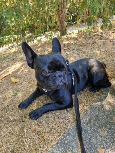 Dogorama Photo Challenge - an der Leine-Beitrag-Bild