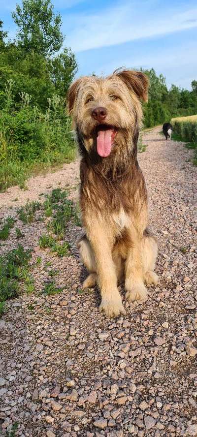 Zeigt mir eure Schäferhund Mischlinge :-)-Beitrag-Bild