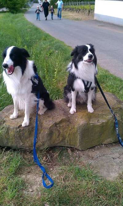 Bester Freund, Hundekumpel - zeigt her!-Beitrag-Bild