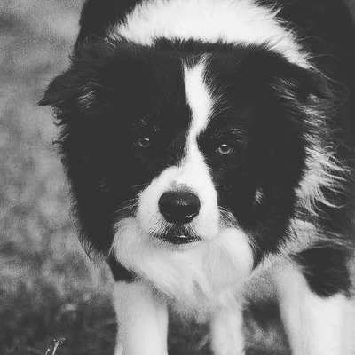 Postet das beste Foto von euren 4 beinern-Beitrag-Bild