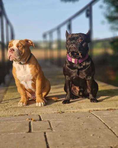 Olde English Bulldogge-Beitrag-Bild