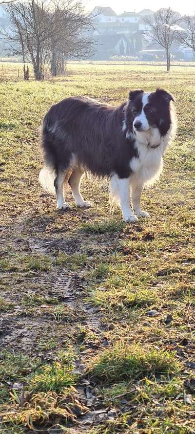 Fotochallenge No. 26                                     Wald und Wiese-Beitrag-Bild