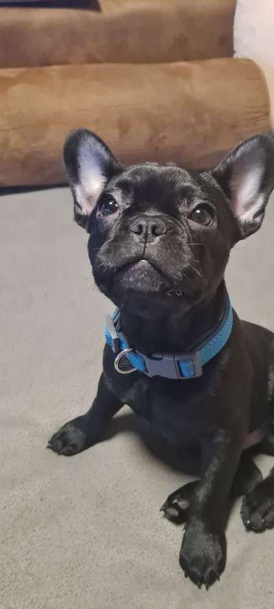 Welpen Bilder !-Beitrag-Bild