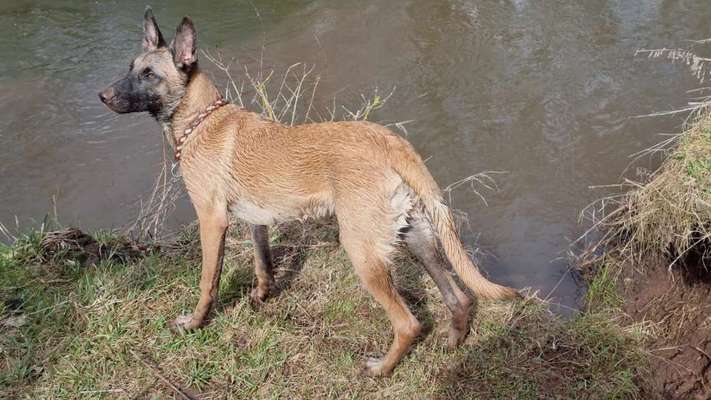 Lieblingsbild von euren Hunden?-Beitrag-Bild