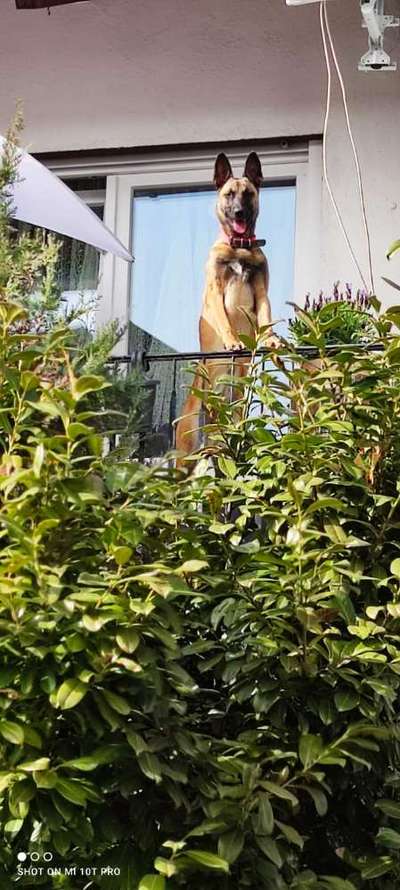 Schäferhund-Beitrag-Bild