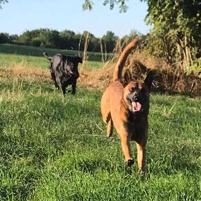 Hundetreffen-Social Walk in Wuppertal Elberfeld 🐕-Bild