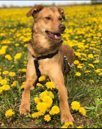 Hundetreffen-Gassirunde mit Pablo-Bild