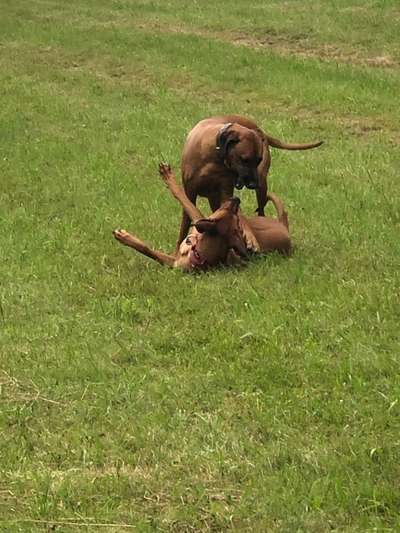 Rhodesian Ridgeback-Beitrag-Bild