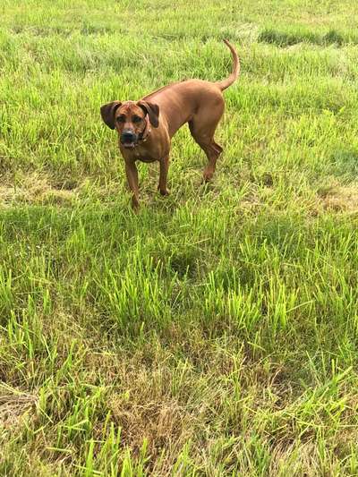 Rhodesian Ridgeback-Beitrag-Bild