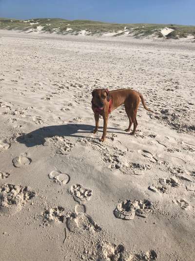 Rhodesian Ridgeback-Beitrag-Bild