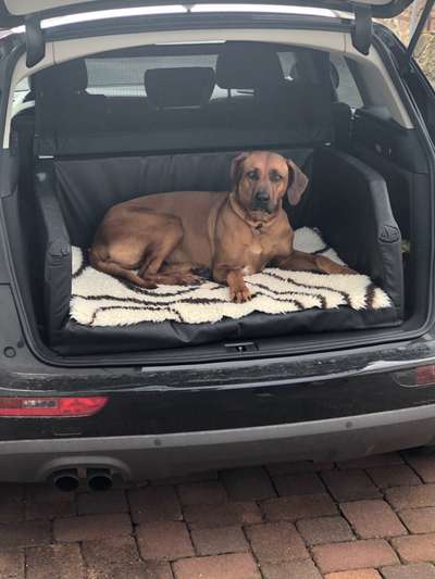 Rhodesian Ridgeback-Beitrag-Bild