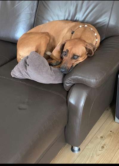 Rhodesian Ridgeback-Beitrag-Bild