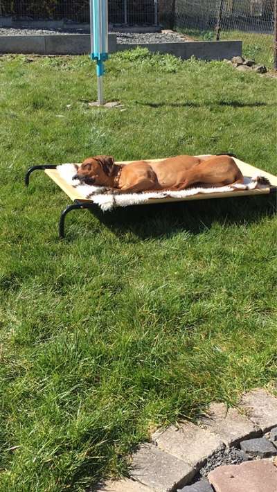 Rhodesian Ridgeback-Beitrag-Bild