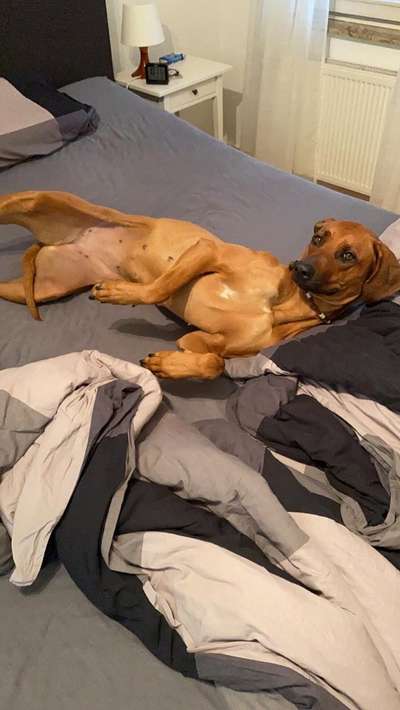 Rhodesian Ridgeback-Beitrag-Bild