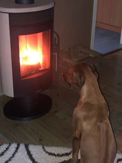 Rhodesian Ridgeback-Beitrag-Bild