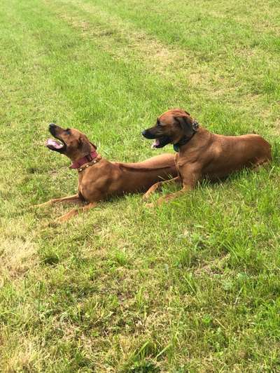 Rhodesian Ridgeback-Beitrag-Bild