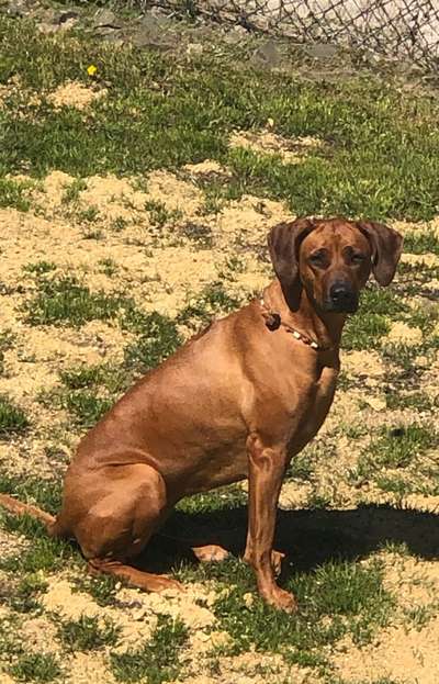 Rhodesian Ridgeback-Beitrag-Bild
