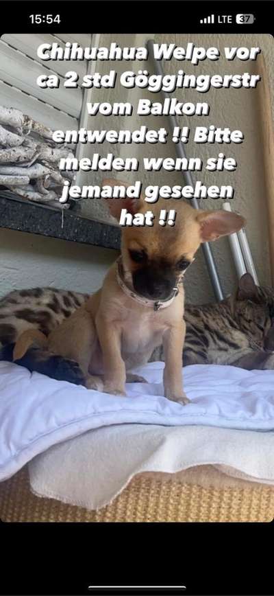 Suchmeldung-Chihuahua Welpe-Bild