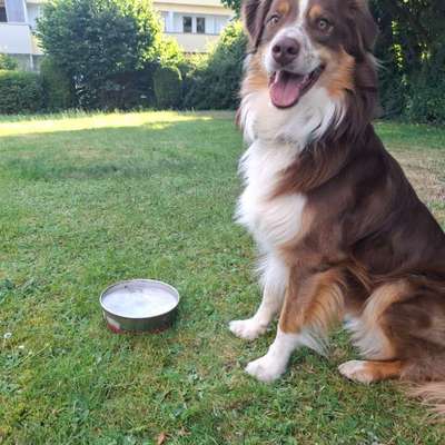 Hundetreffen-Moin, ich suche ein spiel Kamerad für mein aussi natzu 2 jahre alt und sehr lieb.-Bild